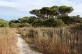 0097 Plage de Palombaggia